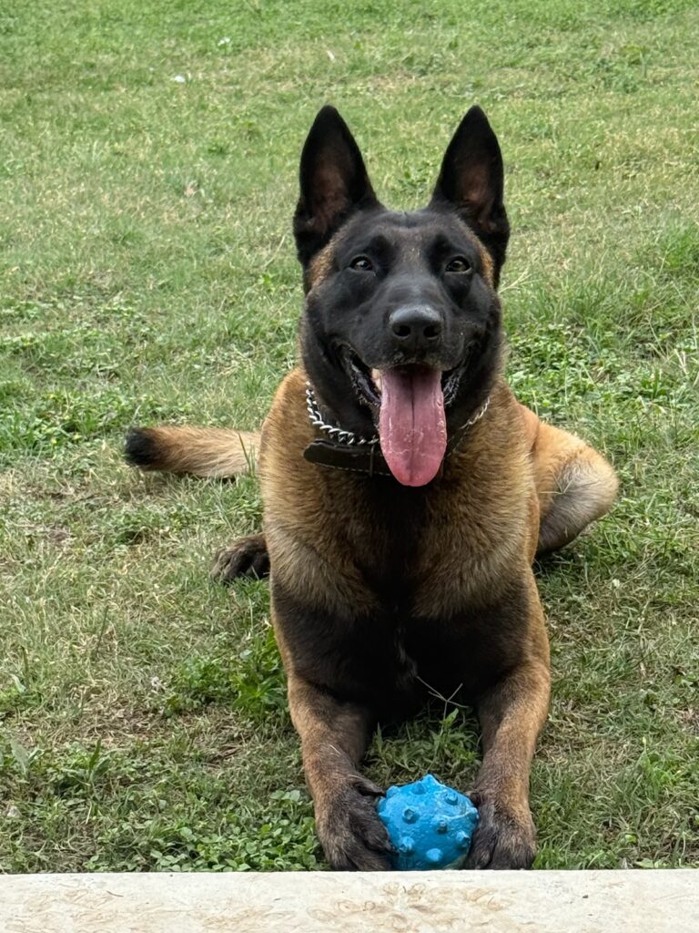 K9 Cezar with his new favorite toy - blue spikey ball